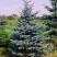 Ель st Размер С3 Сорт Daisy White (glauca)