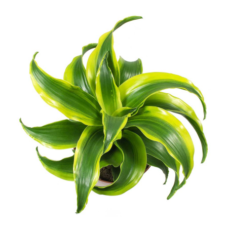Dracaena-Fragrans-Tornado-Leaves