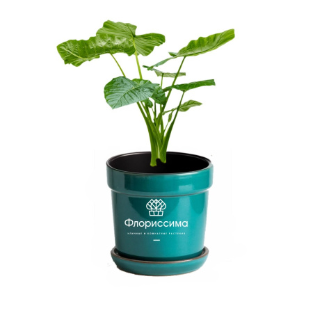 Алоказия (Цена: 850; Размер: 17; Высота: 60; Сорт: Macrorrhizos)