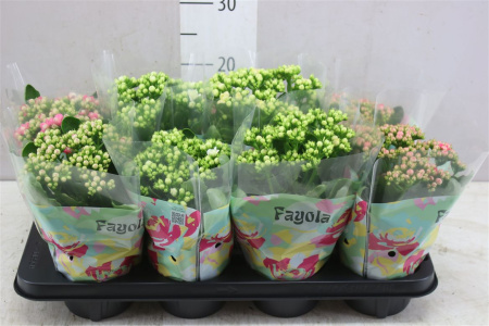 429794769_491499454_H_2