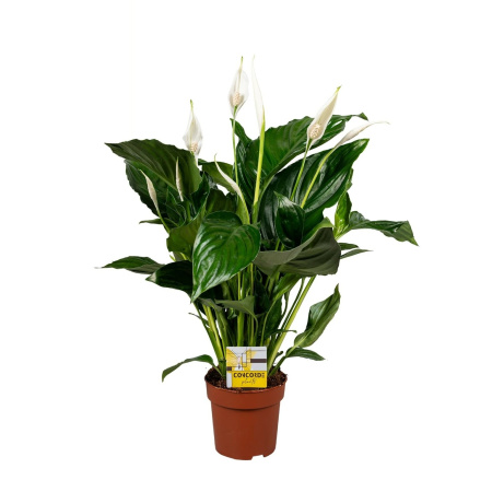 spathiphyllum-sweet-ricardo-2000x2000-657877f298472_src