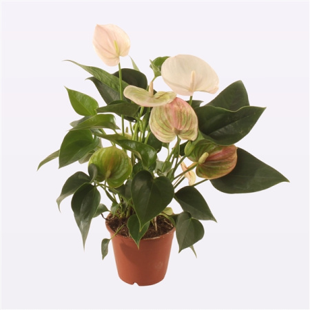 8103959_v_t5 8103959_v_t5