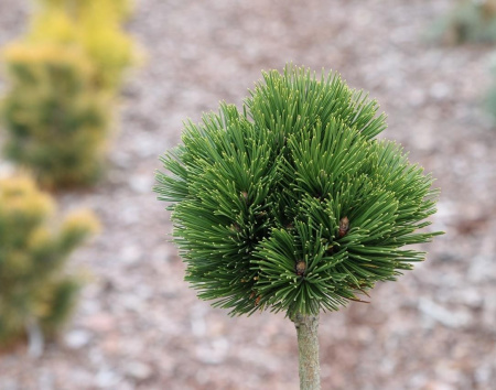pinus-heldreichii-pirin-1