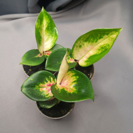 Аглаонема Размер 6 Высота 10 Сорт Araceae