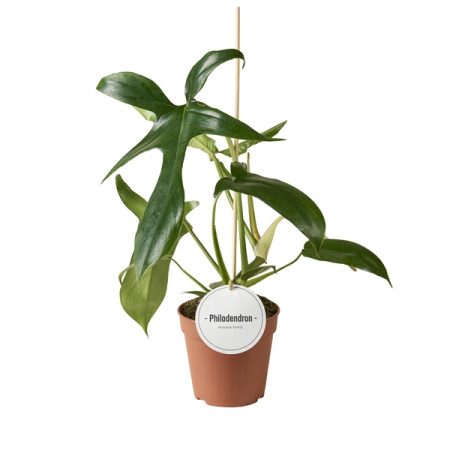 7928615_v_t5 7928615_v_t5