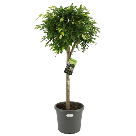 gf-06188_komnatnye_rasteniya