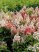 Гортензия st Размер С3 Сорт Pinky Winky