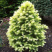 Ель st Размер С3 Сорт Daisy White (glauca) Ель st Размер С3 Сорт Daisy White (glauca)