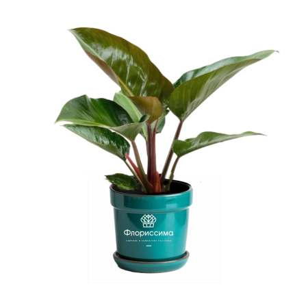 Филодендрон (Цена: 2 990; Размер: 17; Высота: 70; Сорт: Congo Red)