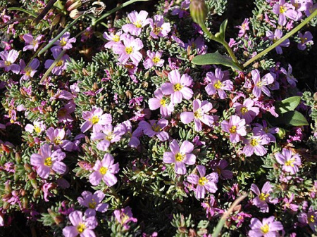 Frankenia_laevis_5_(Corse)