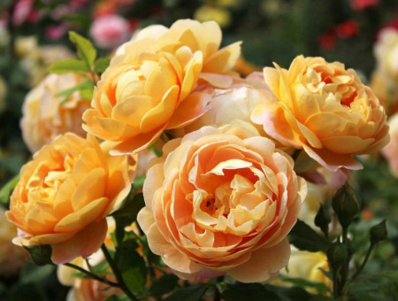 c2dda6fc_d82d_11e8_9a12_7824afbc889b_2a103239_d85a_11e8_9a12_7824afbc889b.resize1