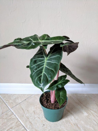 f94e559f3447b84495b10c4c51738c00