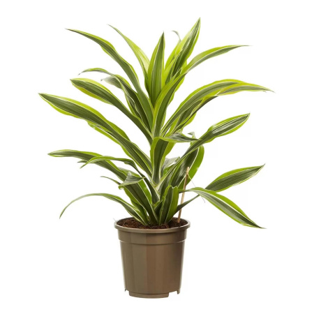 100060602754b0 100060602754b0