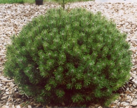 121f51f4fda911ee9e150242c0a87006.jpg.720x720_q85_crop-scale