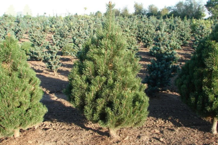 PinusMugoColumnare__01