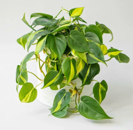 7208799441 7208799441