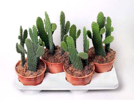 1714720562856_bulletin