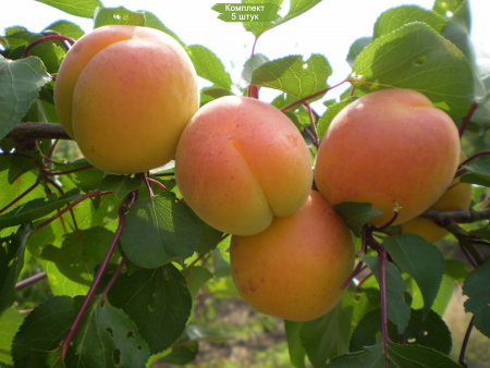 komplekt-5sht-abrikos-melitopolskiy-ranniy