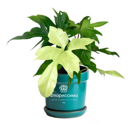 Филодендрон (Цена: 6 990; Размер: 19; Высота: 45; Сорт: Florida Ghost)