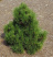 Сосна st Размер Co 10 Сорт Aurea (nigra)
